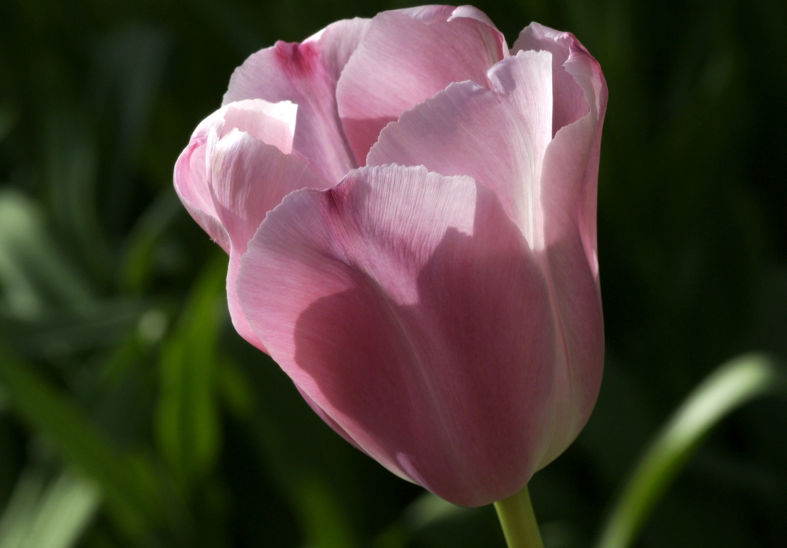 Tulpe