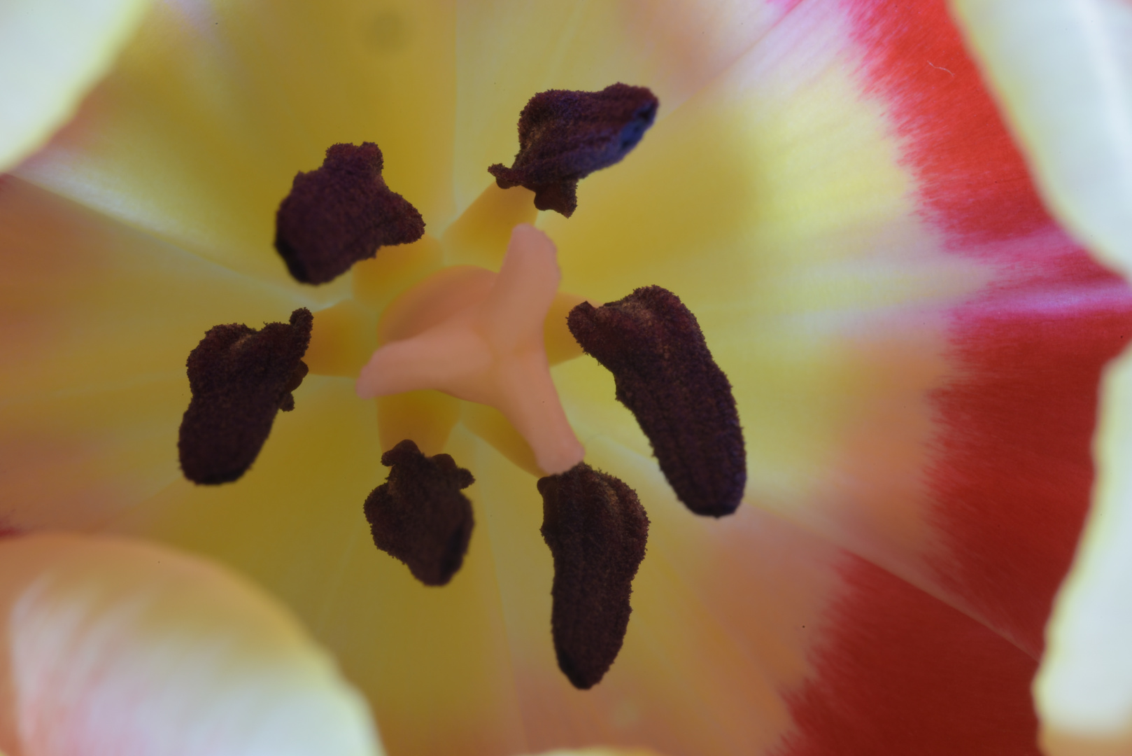 Tulpe