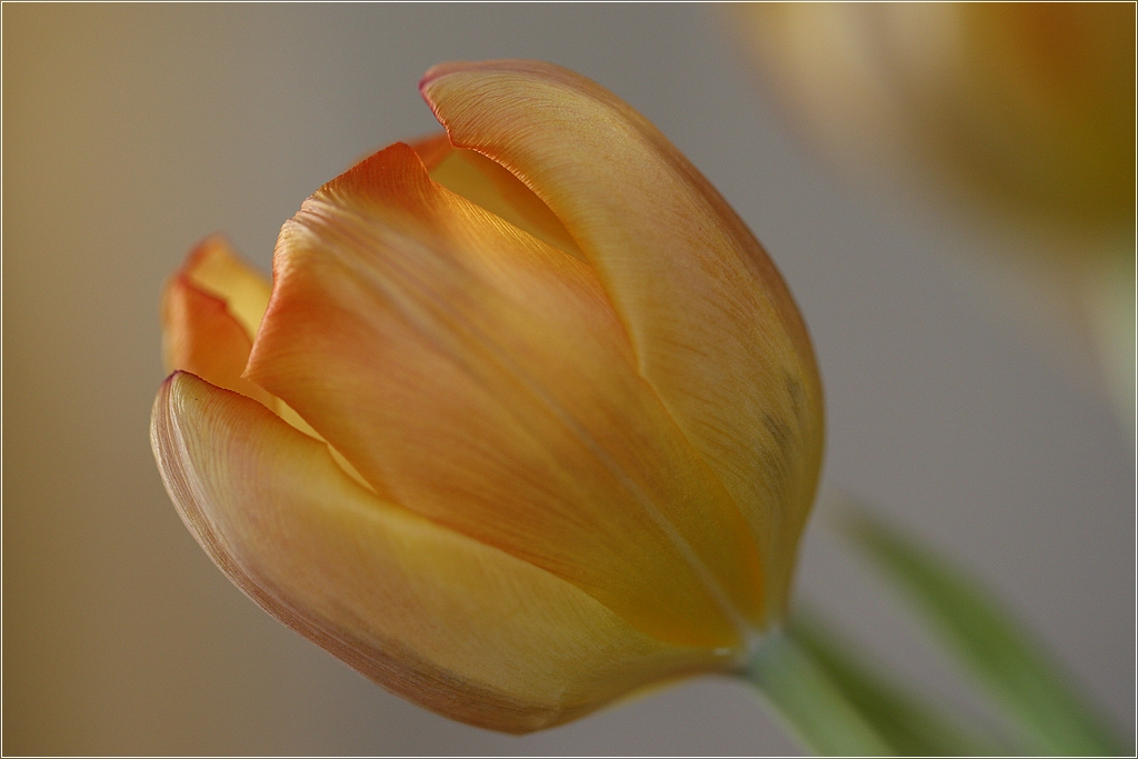 Tulpe