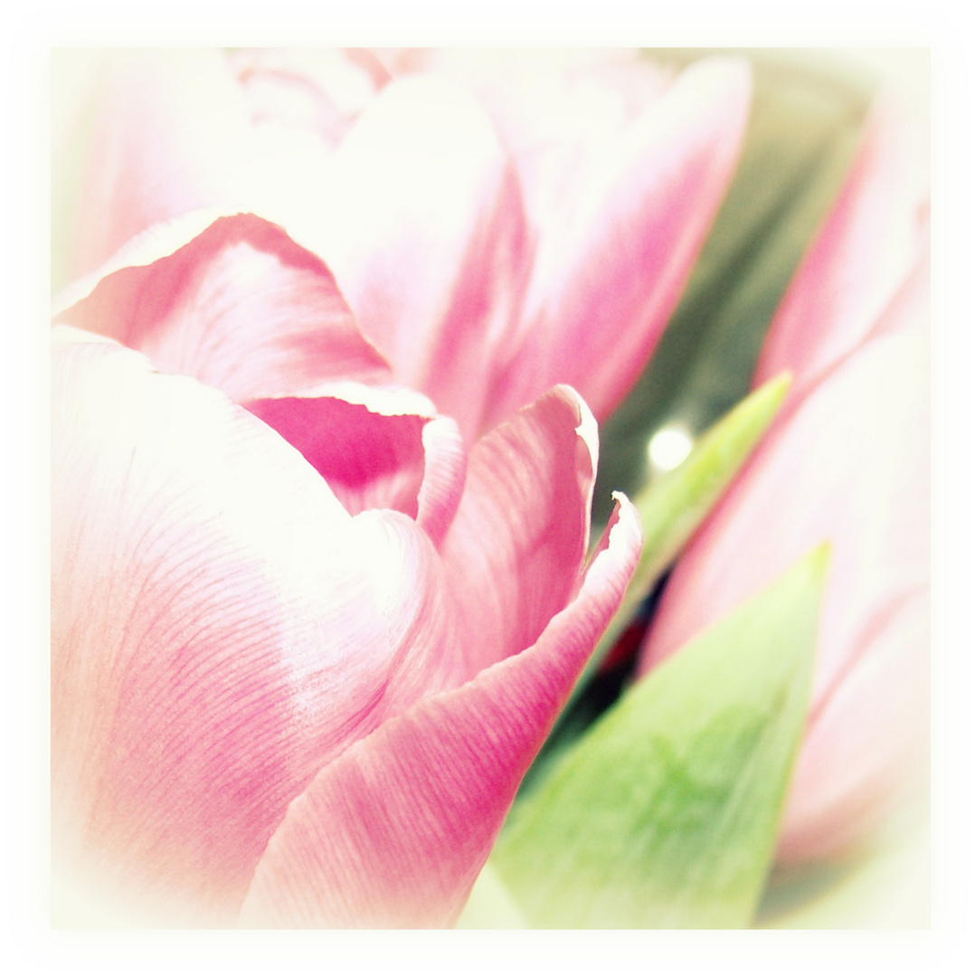 Tulpe