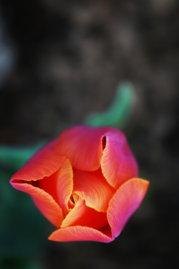 Tulpe