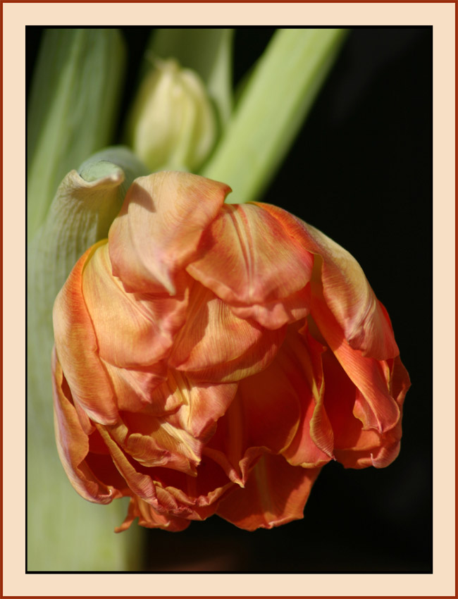 Tulpe