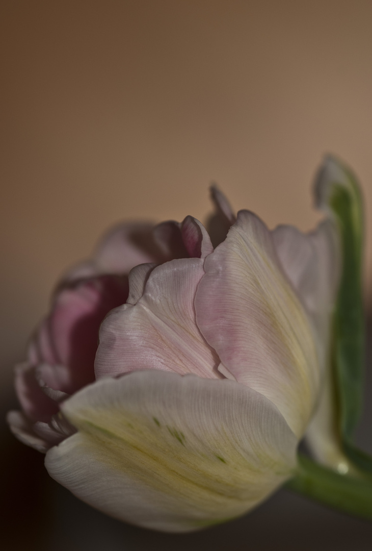 Tulpe