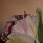 Tulpe