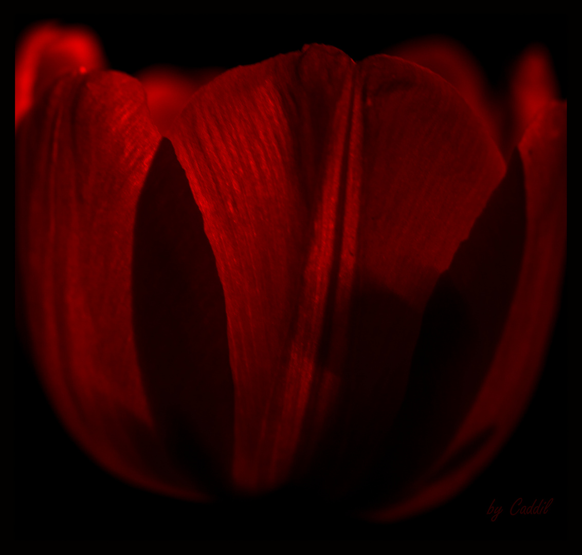 Tulpe