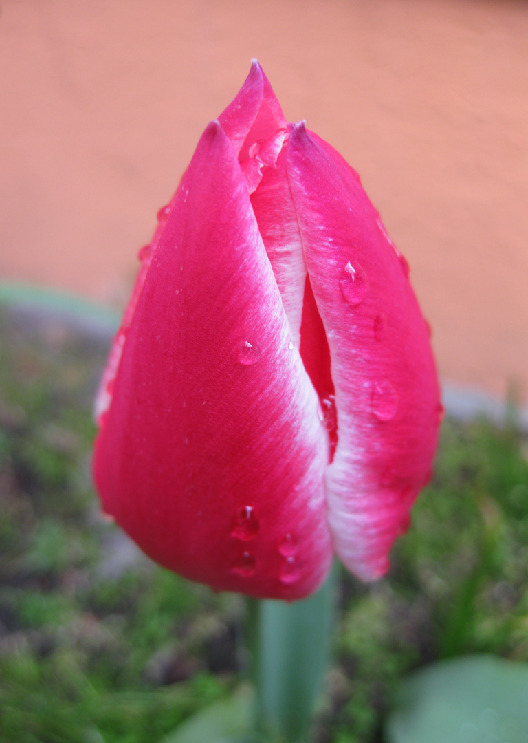 Tulpe, 19.04.2021