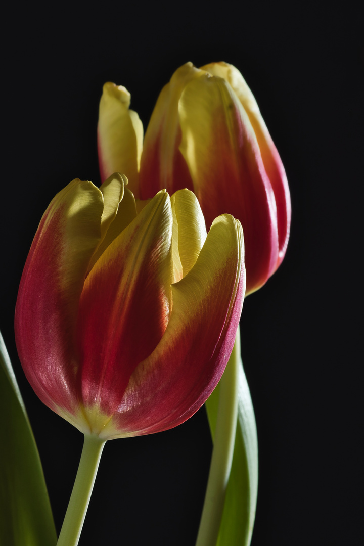 Tulpe