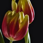 Tulpe