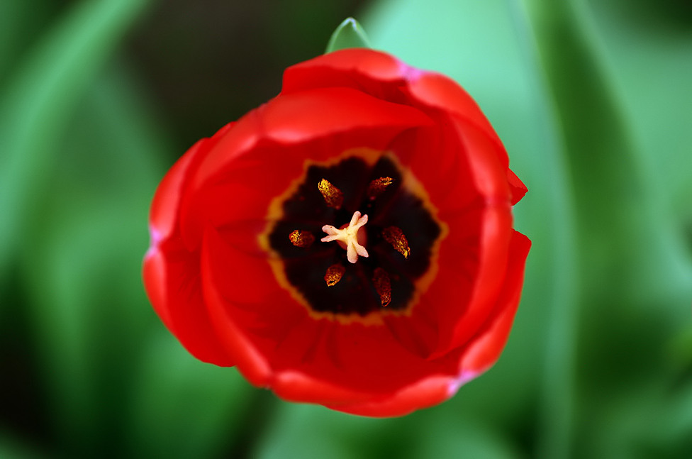 Tulpe