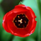 Tulpe