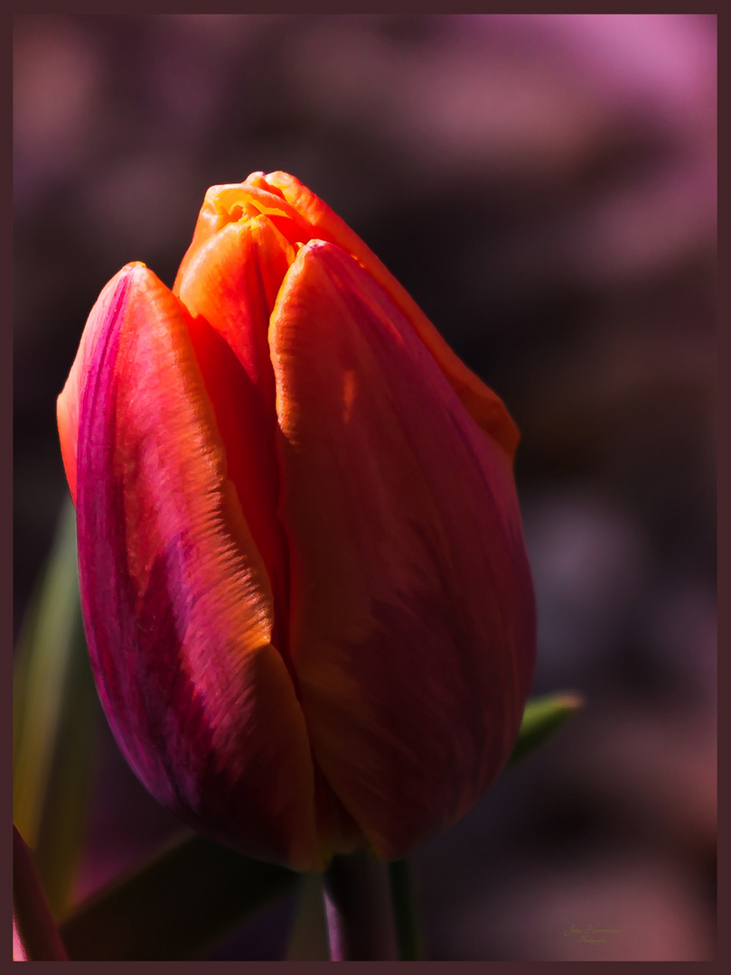 Tulpe