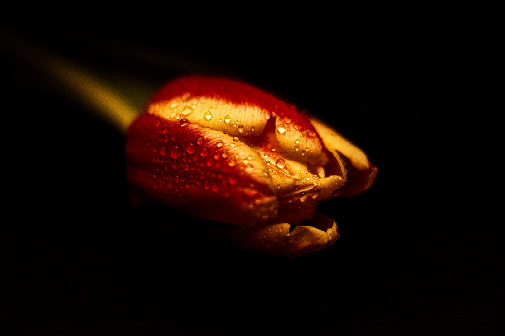 Tulpe