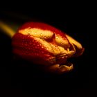 Tulpe