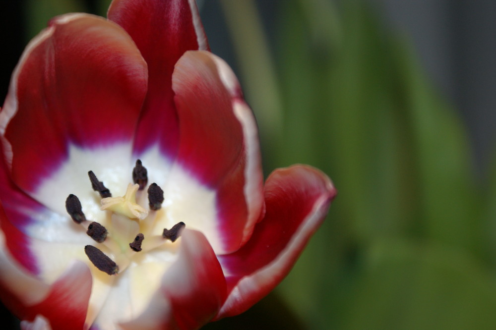 Tulpe