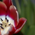 Tulpe