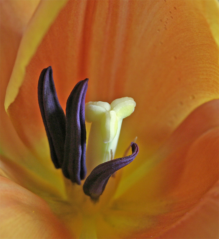 Tulpe