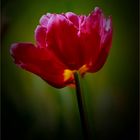 Tulpe