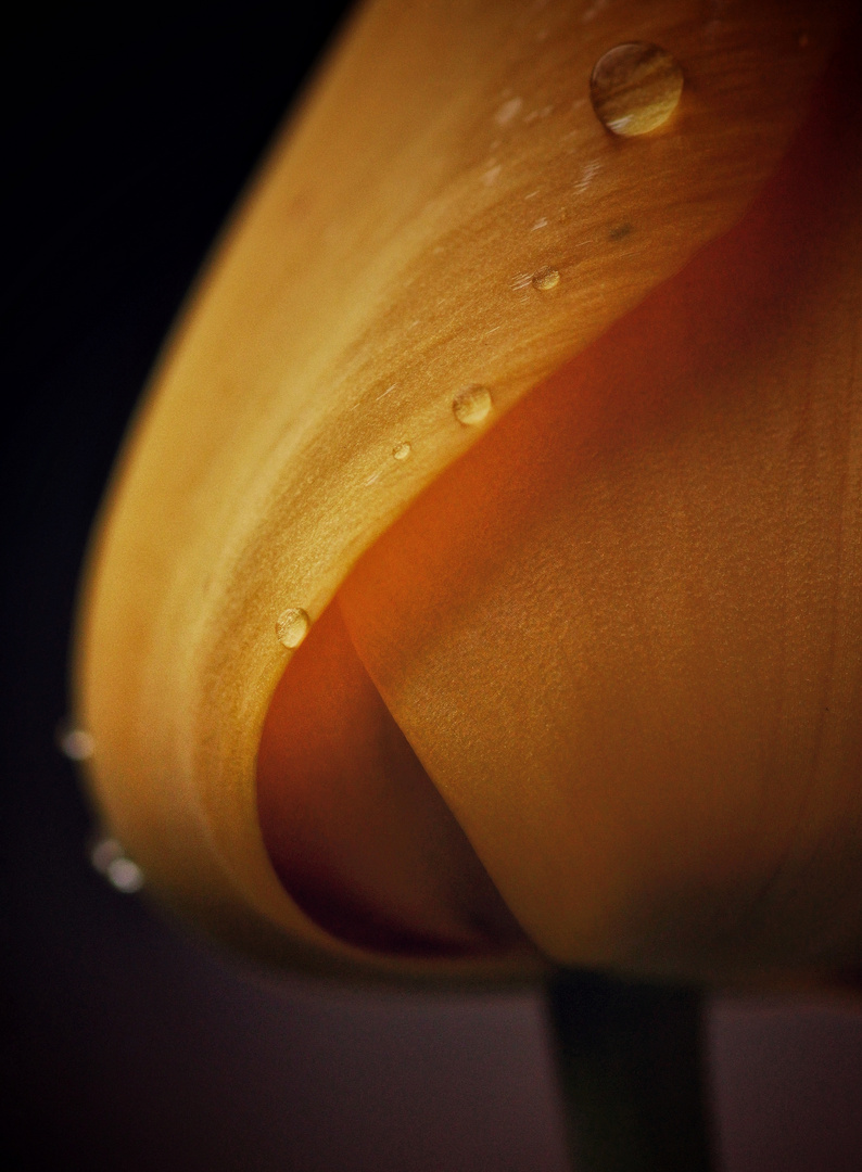 Tulpe