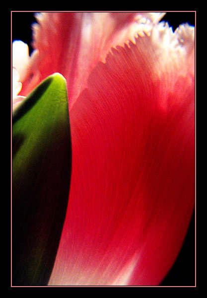 tulpe::...