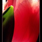 tulpe::...