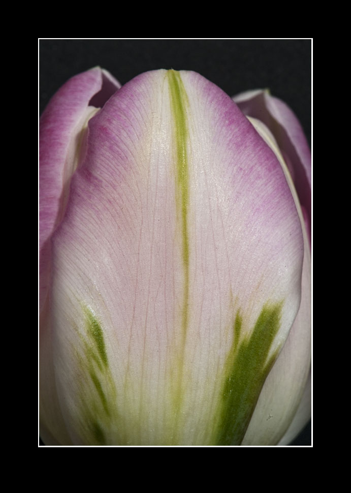 Tulpe