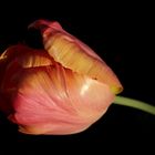 Tulpe