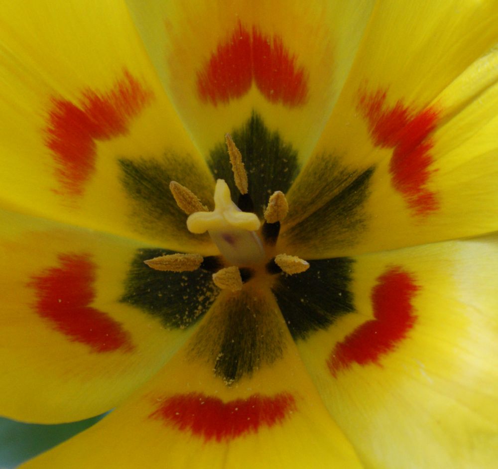 Tulpe von Gabriele Müller in Velbert 