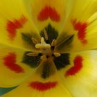 Tulpe