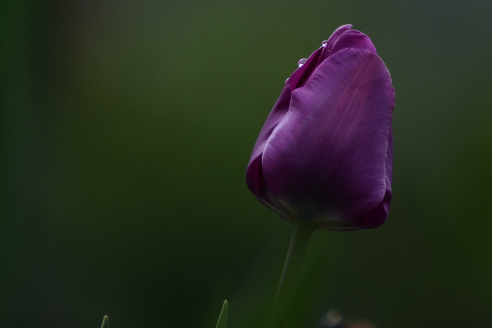 Tulpe