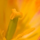 Tulpe