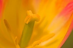 Tulpe