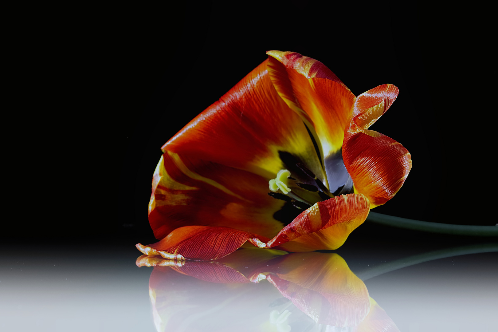 Tulpe