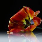 Tulpe