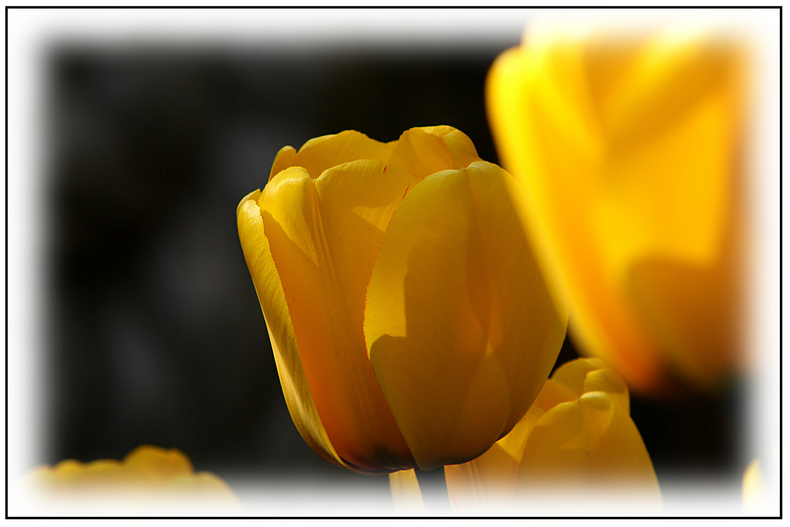 Tulpe