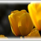 Tulpe