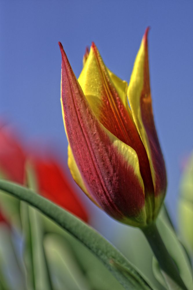 Tulpe