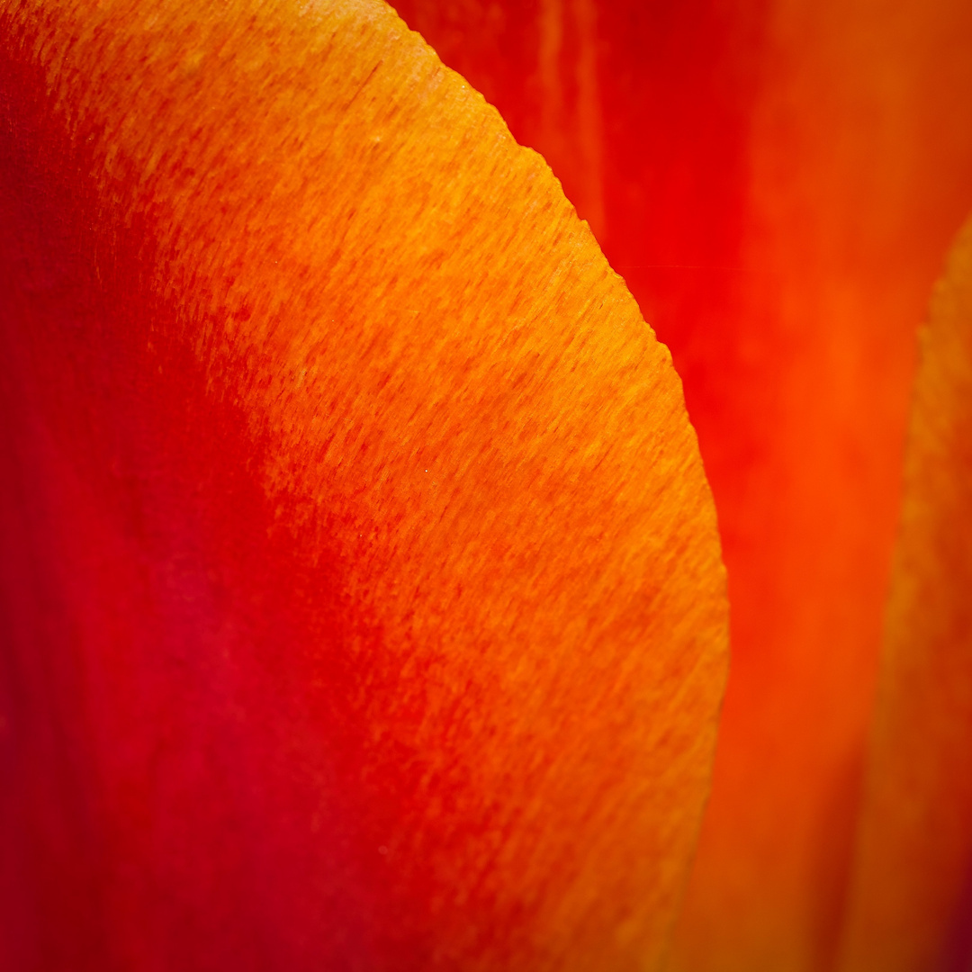 Tulpe