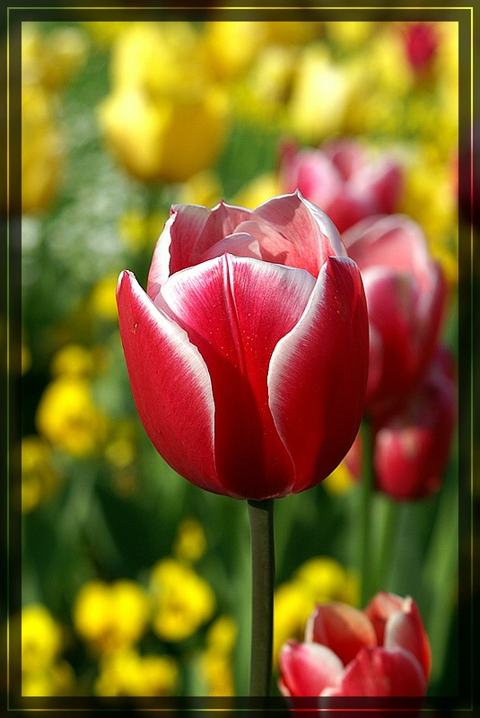 Tulpe