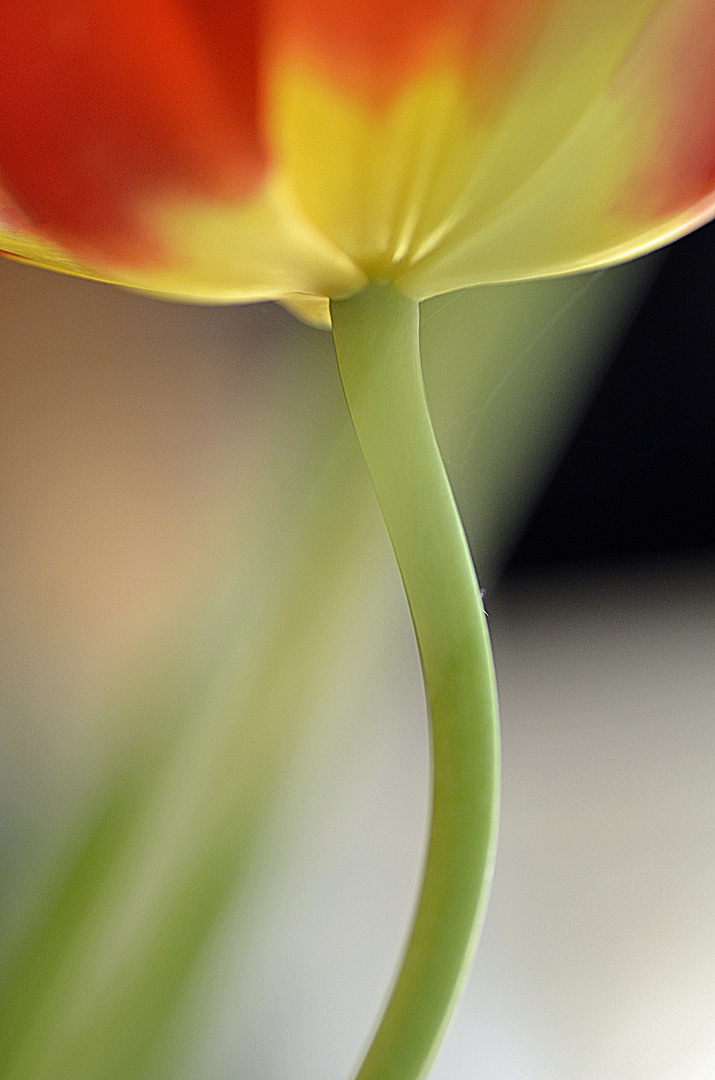 Tulpe