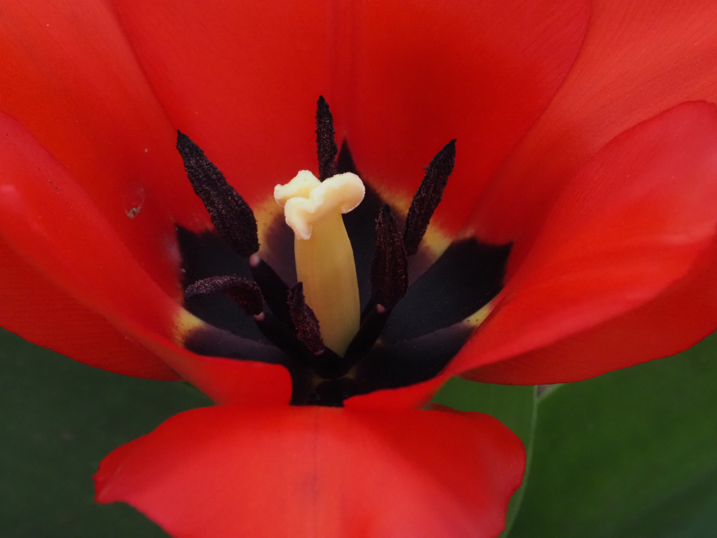 Tulpe