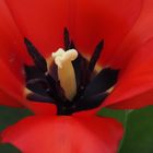 Tulpe