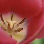 Tulpe