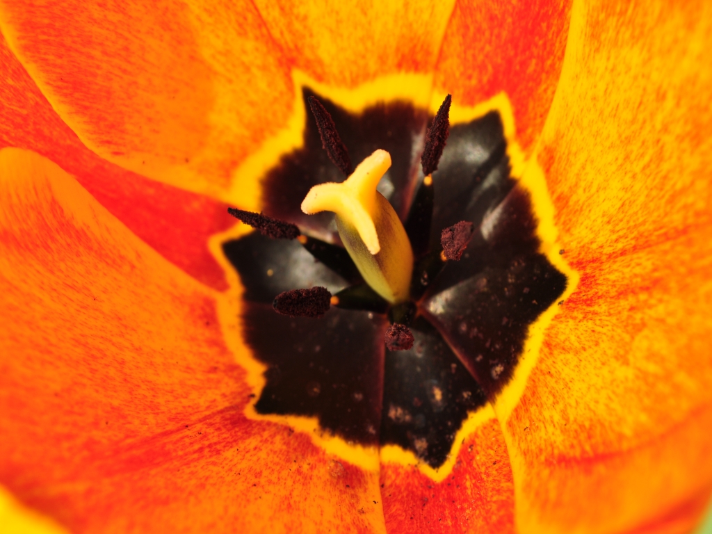 Tulpe