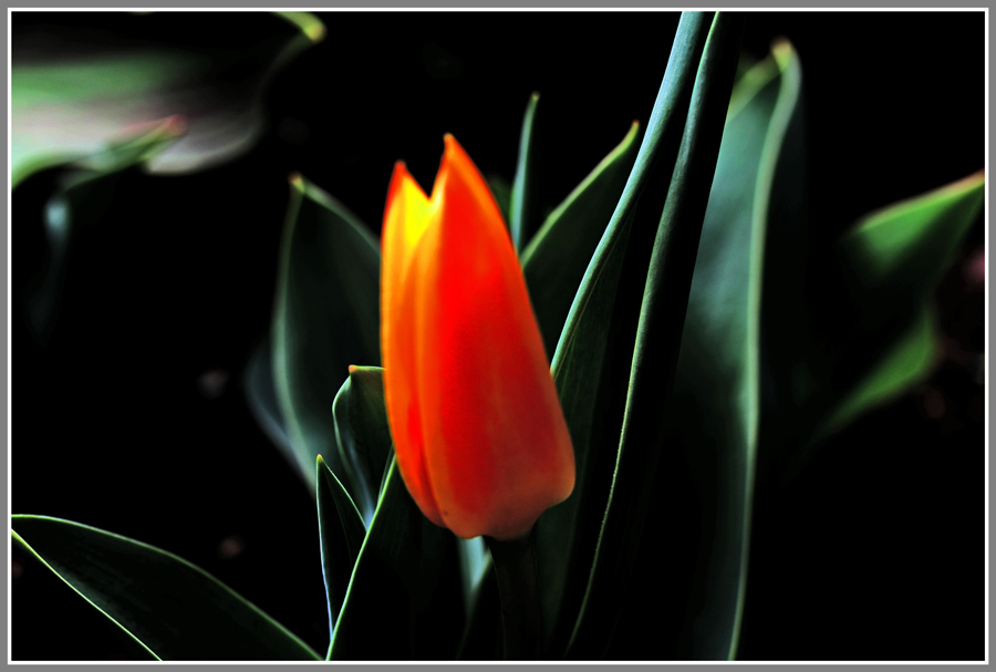 Tulpe