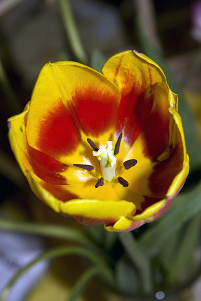 Tulpe