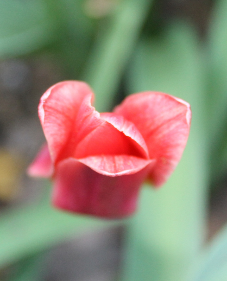 Tulpe