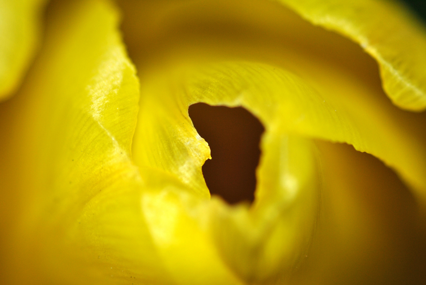 Tulpe