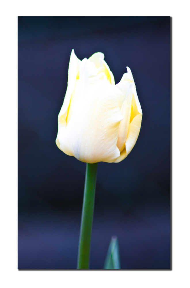 Tulpe