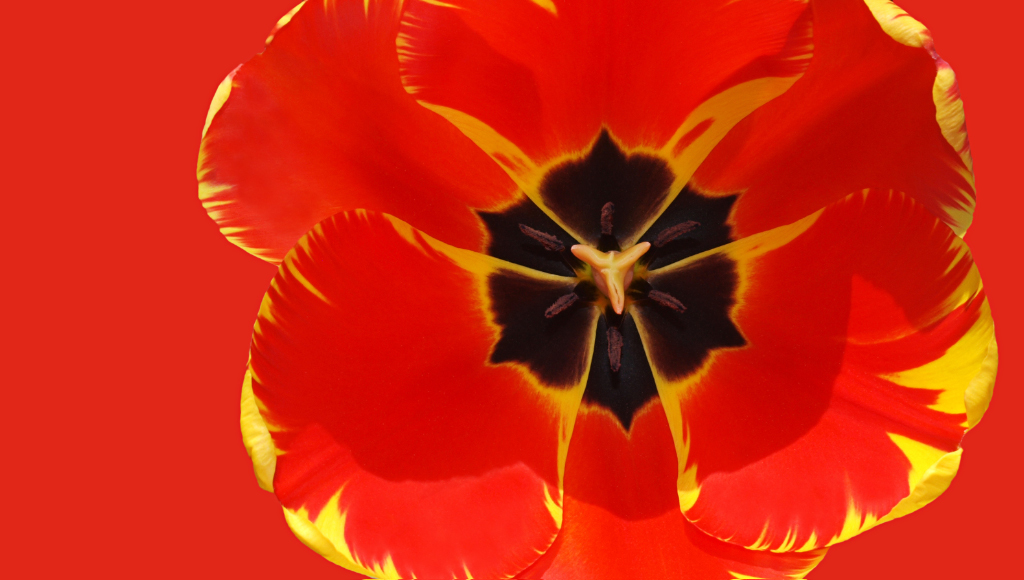 Tulpe