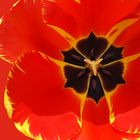 Tulpe